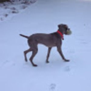 Meet your Posher, Patrick